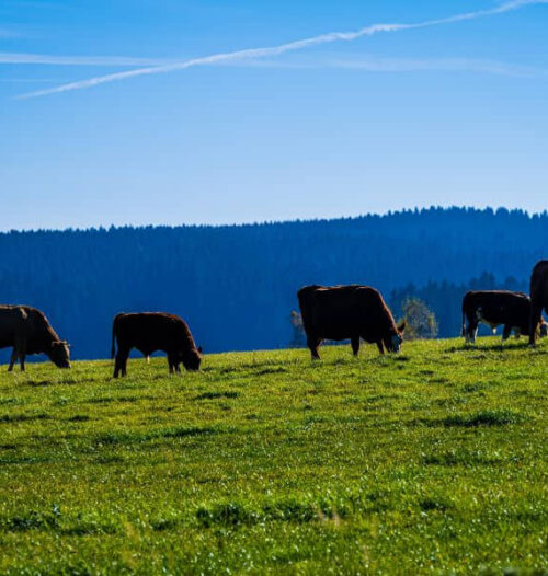 origen de la carne de calidad y ecológica