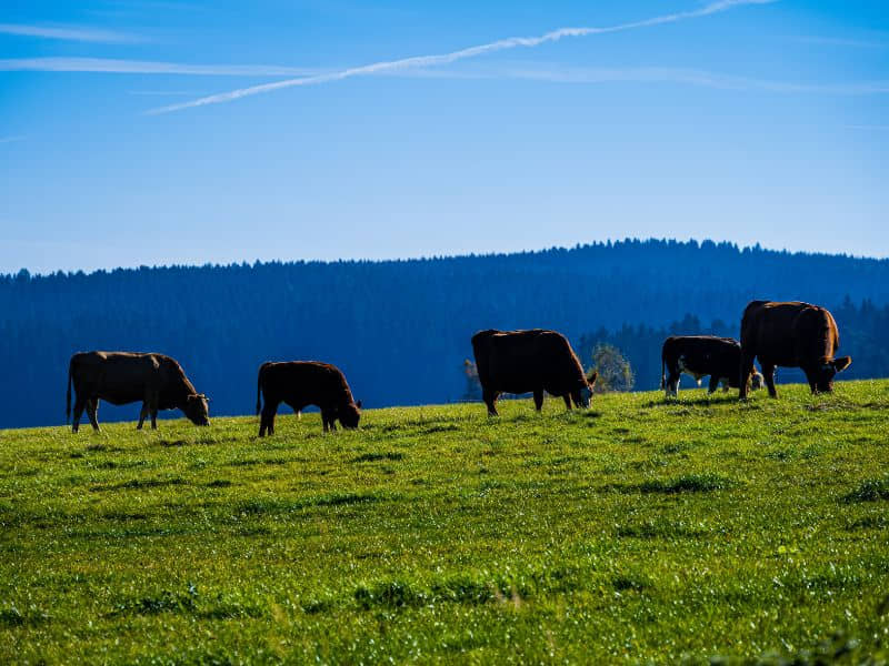 origen de la carne de calidad y ecológica